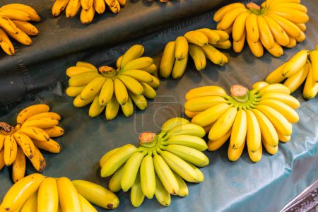 Photo for Banana sell on table in wet market - Royalty Free Image