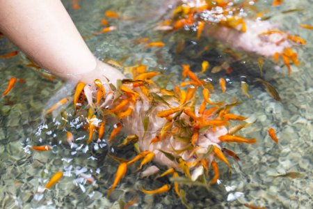 Téléchargez les photos : Pédicure poisson bain de pieds spa traitement à l'extérieur - en image libre de droit