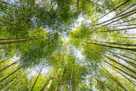 Téléchargez les photos : Vue d'angle inférieur du bambou à l'intérieur de la forêt - en image libre de droit