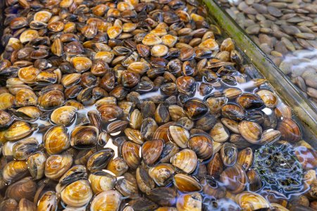 Photo for Seafood clam sell in wet market - Royalty Free Image