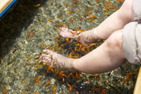Téléchargez les photos : Pédicure poisson bain de pieds spa traitement à l'extérieur - en image libre de droit