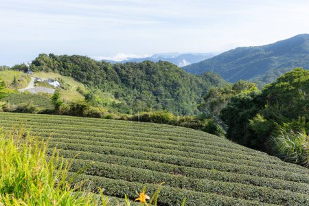 Photo for Tea plantation farm on Taimali Kinchen Mountain in Taitung of Taiwan - Royalty Free Image