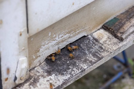 Téléchargez les photos : Bees in open bee hive box - en image libre de droit