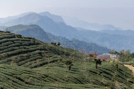 Foto de Licencia de té fresco sobre plantación de té - Imagen libre de derechos
