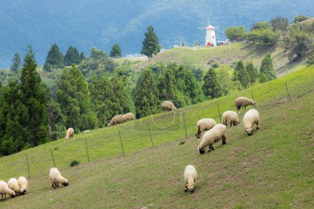 Téléchargez les photos : Itinérance des moutons sur la prairie de Cingjing ferme de Nantou à Taiwan - en image libre de droit