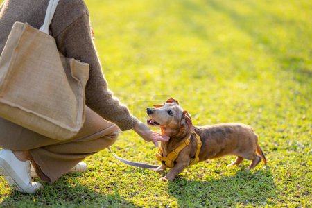 Téléchargez les photos : Pet propriétaire train avec son dachshund chien au parc - en image libre de droit