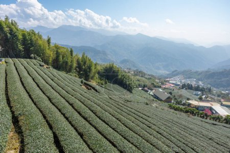Foto de Paisaje fresco de granja de té crudo en Shizhuo Trails en Alishan de Taiwán - Imagen libre de derechos