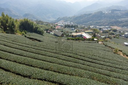 Téléchargez les photos : Paysage de la ferme de thé cru frais à Shizhuo Trails à Alishan de Taiwan - en image libre de droit