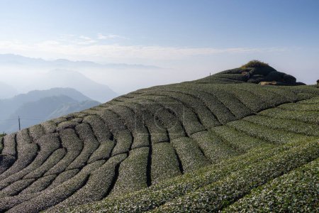 Foto de Un montón de campo de té sobre la montaña en Alishan de Shizhuo en Taiwán - Imagen libre de derechos