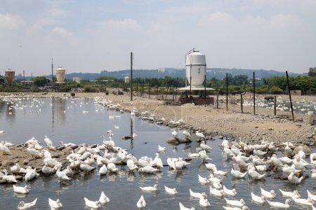 Téléchargez les photos : Groupe de canards blancs à la ferme extérieure - en image libre de droit
