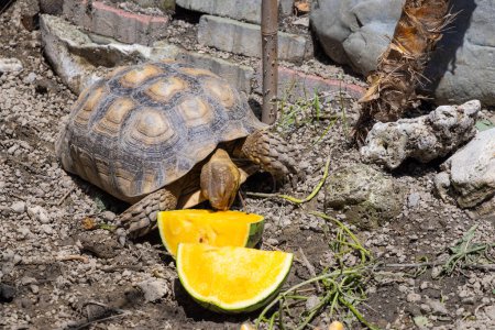 Téléchargez les photos : African Spurred Tortoise manger pastèque - en image libre de droit