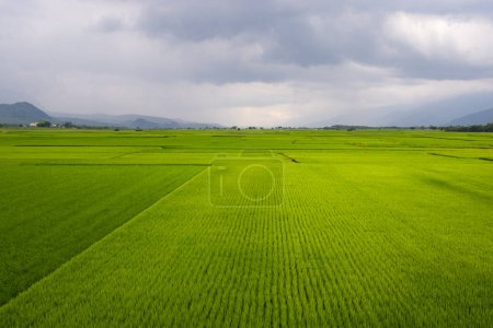 Téléchargez les photos : Prairie de riz paddy frais - en image libre de droit