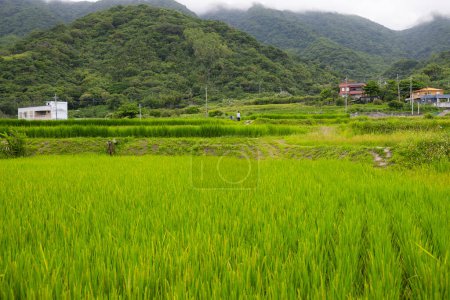 Photo for Fresh rice field in Hualien of Taiwan - Royalty Free Image