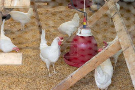 Téléchargez les photos : Poulets blancs dans le poulailler - en image libre de droit