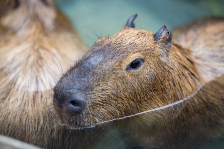 Foto de Adorable capibara sumergirse en el estanque de agua en el zoológico - Imagen libre de derechos