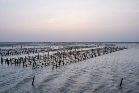 Photo for Oyster field over the sea in the evening - Royalty Free Image