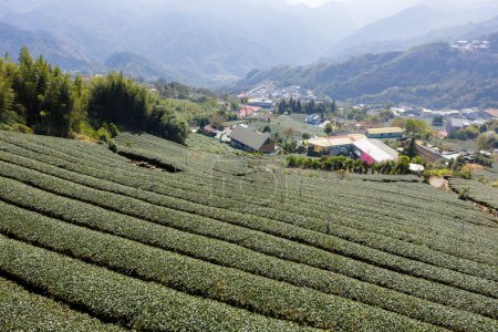 Téléchargez les photos : Beaucoup de champ de thé sur la montagne à Alishan de Shizhuo à Taiwan - en image libre de droit