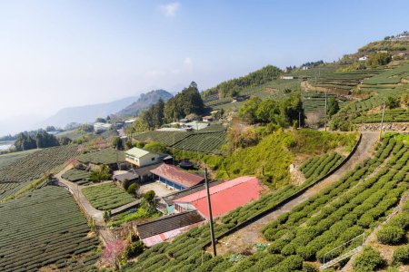 Téléchargez les photos : Champ d'arbres à thé vert sur la montagne à Shizhuo Sentiers à Alishan de Taiwan - en image libre de droit
