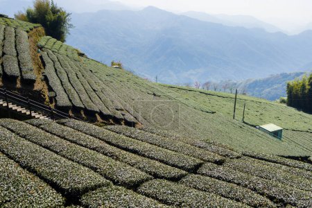 Foto de Campo de té verde fresco en Shizhuo Trails en Alishan de Taiwán - Imagen libre de derechos