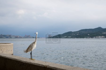 Photo for Little egret beside the river - Royalty Free Image