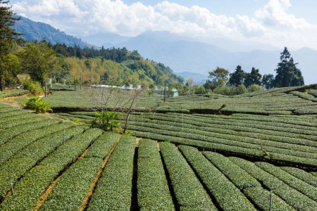 Foto de Campo de árbol de té verde en la montaña en Shizhuo Trails en Alishan de Taiwán - Imagen libre de derechos