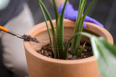 Téléchargez les photos : Appliquer un engrais sur la plante en pot à la maison - en image libre de droit