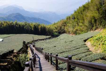 Foto de Sendero de senderismo con campo de árbol de té verde en Shizhuo Trails en Alishan de Taiwán - Imagen libre de derechos