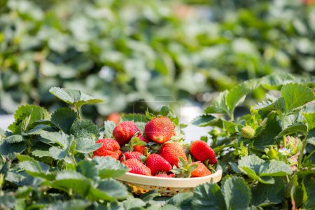 Photo for Harvest of the strawberry in the farm - Royalty Free Image