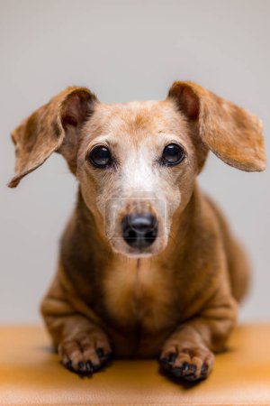Téléchargez les photos : Mignon adorable teckel chien dans la couleur marron - en image libre de droit