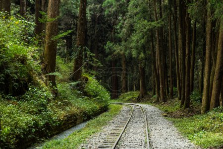 Téléchargez les photos : Chemin de fer dans le parc national d'Alishan à Taiwan - en image libre de droit