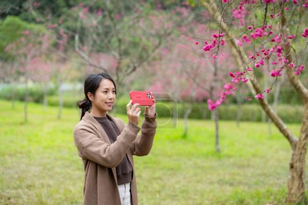 Téléchargez les photos : Femme utiliser un téléphone mobile pour prendre une photo de l'arbre sakura - en image libre de droit