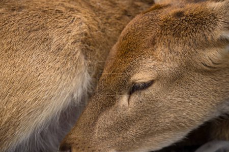 Foto de Primer plano del ciervo dormido - Imagen libre de derechos