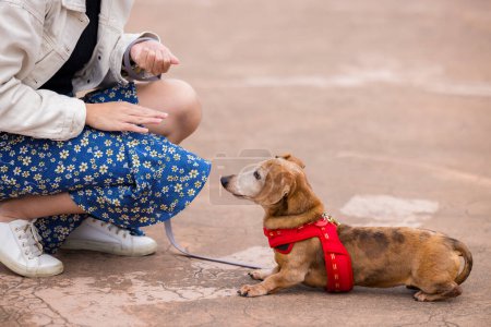 Photo for Woman go out with her dog at park - Royalty Free Image