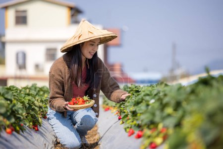 Téléchargez les photos : Une femme visite une ferme de fraises biologiques et cueille des fraises dans le champ - en image libre de droit