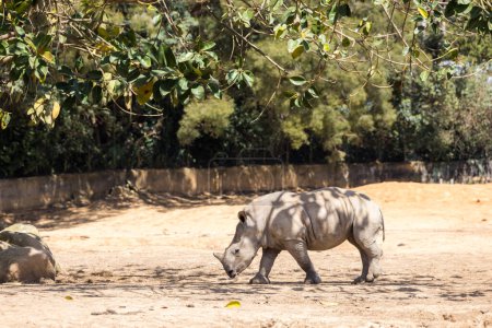 Téléchargez les photos : Rhinocéros dans le parc zoologique - en image libre de droit