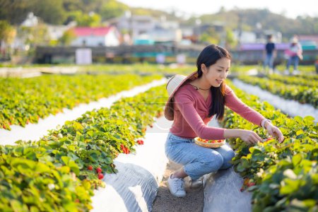 Téléchargez les photos : Femme visite champ de fraises et cueillir des fraises - en image libre de droit