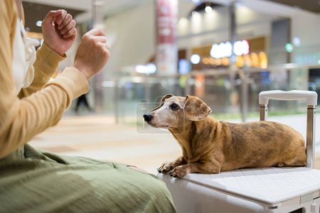 Foto de Mujer ir de compras centro comercial con su perro salchicha - Imagen libre de derechos