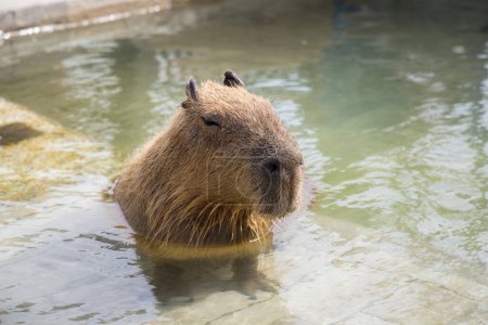 Téléchargez les photos : Capybara trempé dans un étang d'eau - en image libre de droit