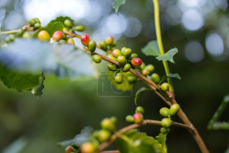 Photo for Coffee bean on the tree - Royalty Free Image