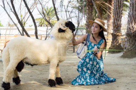 Foto de Mujer alimentar a las ovejas Swaledale en el parque zoológico - Imagen libre de derechos