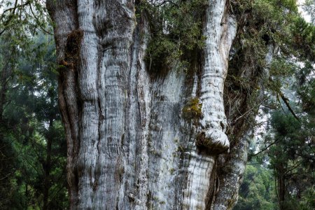Téléchargez les photos : Grand arbre géant dans le parc national d'Alishan à Taiwan - en image libre de droit