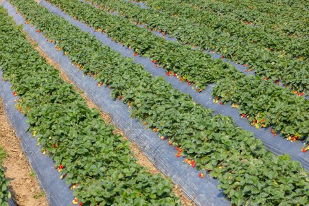 Photo for Fresh ripe strawberry farm field - Royalty Free Image