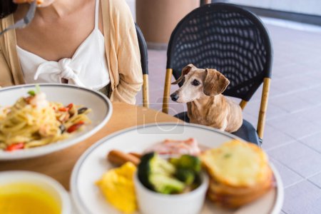 Foto de Mujer traer su dachshund en el restaurante al aire libre - Imagen libre de derechos