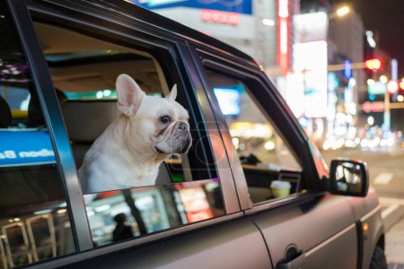Foto de Bulldog francés dentro de un coche por la noche - Imagen libre de derechos