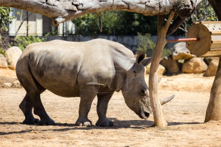 Photo for Rhinoceros in the zoo park - Royalty Free Image