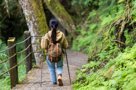 Téléchargez les photos : Femme aller trekking dans la forêt de montagne - en image libre de droit