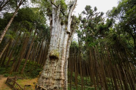 Téléchargez les photos : Parc national d'Alishan avec grand arbre géant dans l'ancien à Taiwan - en image libre de droit