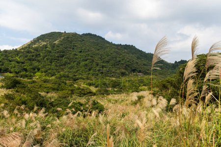 Téléchargez les photos : Sentier de randonnée à Yangmingshan à Taipei de Taiwan - en image libre de droit