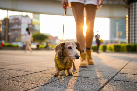 Photo for Woman go out with dachshund dog in city at sunset time - Royalty Free Image