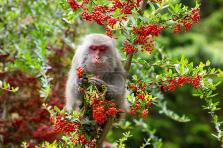 Téléchargez les photos : Singe manger les fruits sur l'arbre dans la jungle - en image libre de droit